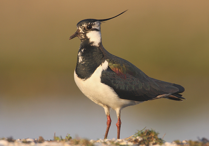 kievit in het avondlicht.jpg